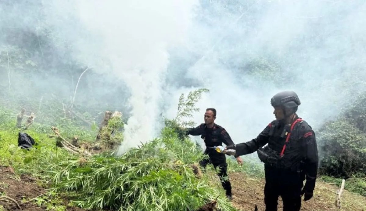 Brimob Sumut Berhasil Hancurkan Ladang Ganja di Mandailing Natal